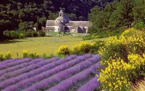 Lavender field provence private tour