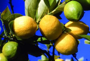 lemon festival menton french riviera