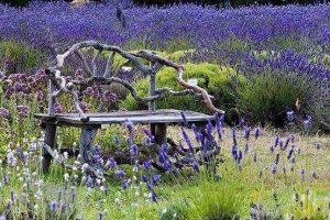 Provence lavender fields