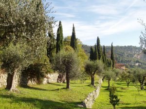 Olive groves in the country side of Nice