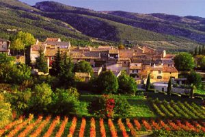 Provence Tour, local vineyards
