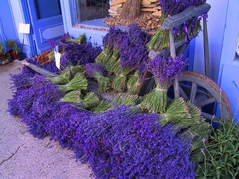 Lavender day tour in Provence with art and tours