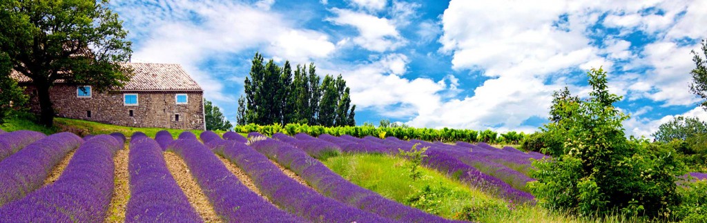 lavender provence tour from french riviera